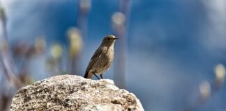 Czy pleśń na żółtym serze jest szkodliwa?