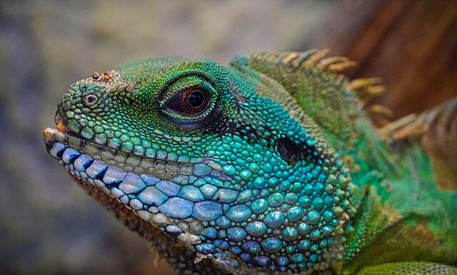 Z czego zrobić tło do terrarium? Z czego zrobić tło do terrarium?