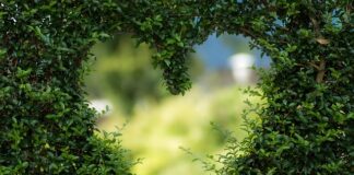 Które zielone warzywa są najzdrowsze?