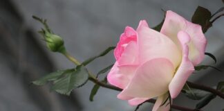 Kto nie powinien jeść żółtego sera?