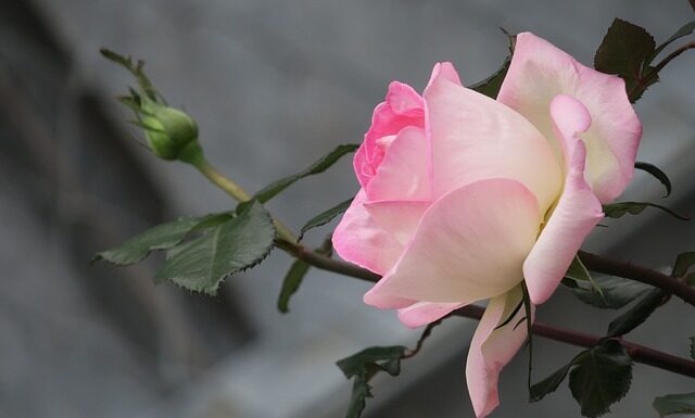 Kto nie powinien jeść żółtego sera?