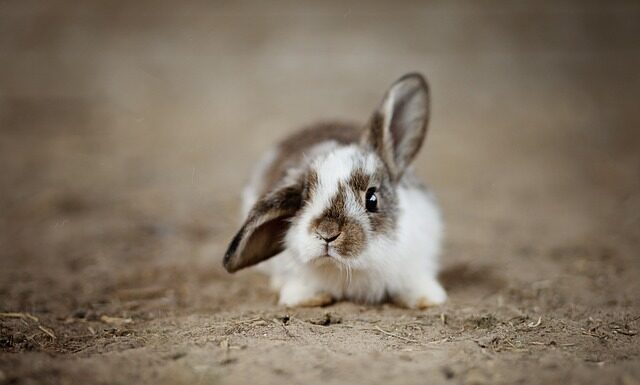 Czy króliki mogą być w ciemności?