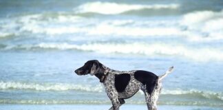 W jakich warzywach jest najwięcej witamin?