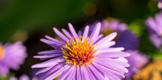 Czy Michałki są zdrowe?