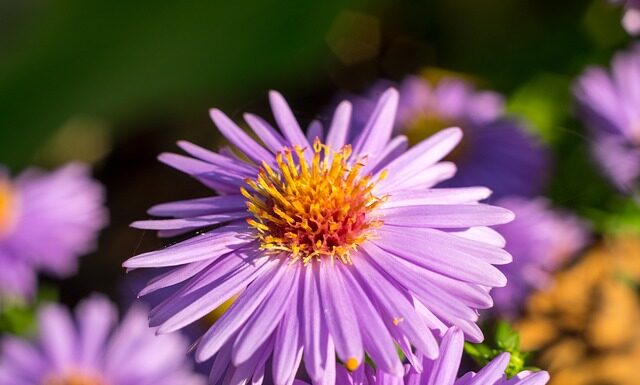 Czy Michałki są zdrowe?