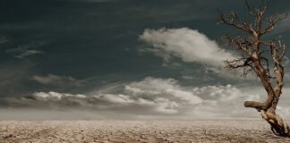 Jak poznać że psu jest za gorąco?