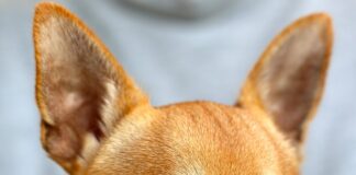 Czy Chihuahua musi nosić ubranka?