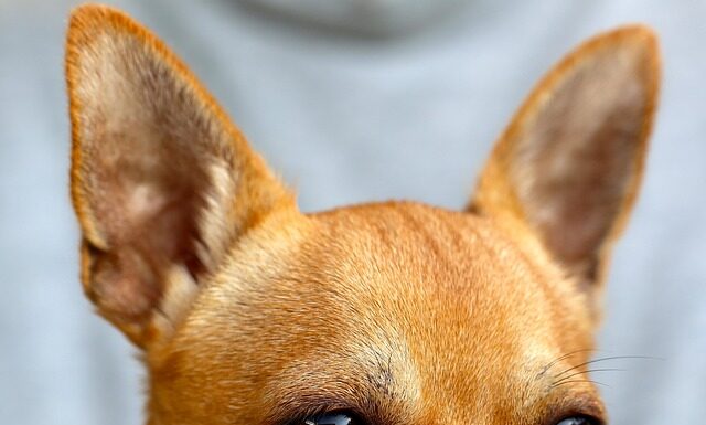 Czy Chihuahua musi nosić ubranka?