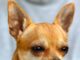 Czy Chihuahua musi nosić ubranka?