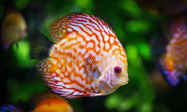 Czym można ozdobić akwarium?