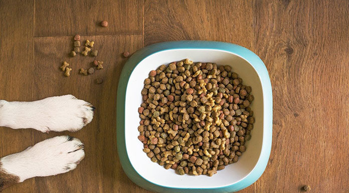Jak wybrać odpowiednią karmę dla psa z cukrzycą
